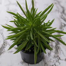 Load image into Gallery viewer, Peperomia ferryrae Happy Bean - 105mm
