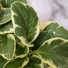 Load image into Gallery viewer, Peperomia obtusifolia Variegata Green And White - 105mm
