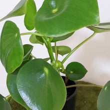 Load image into Gallery viewer, Peperomia polybotrya &#39;Tear Drop Peperomia&#39; - 100mm
