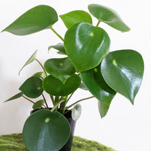 Load image into Gallery viewer, Peperomia polybotrya &#39;Tear Drop Peperomia&#39; - 100mm
