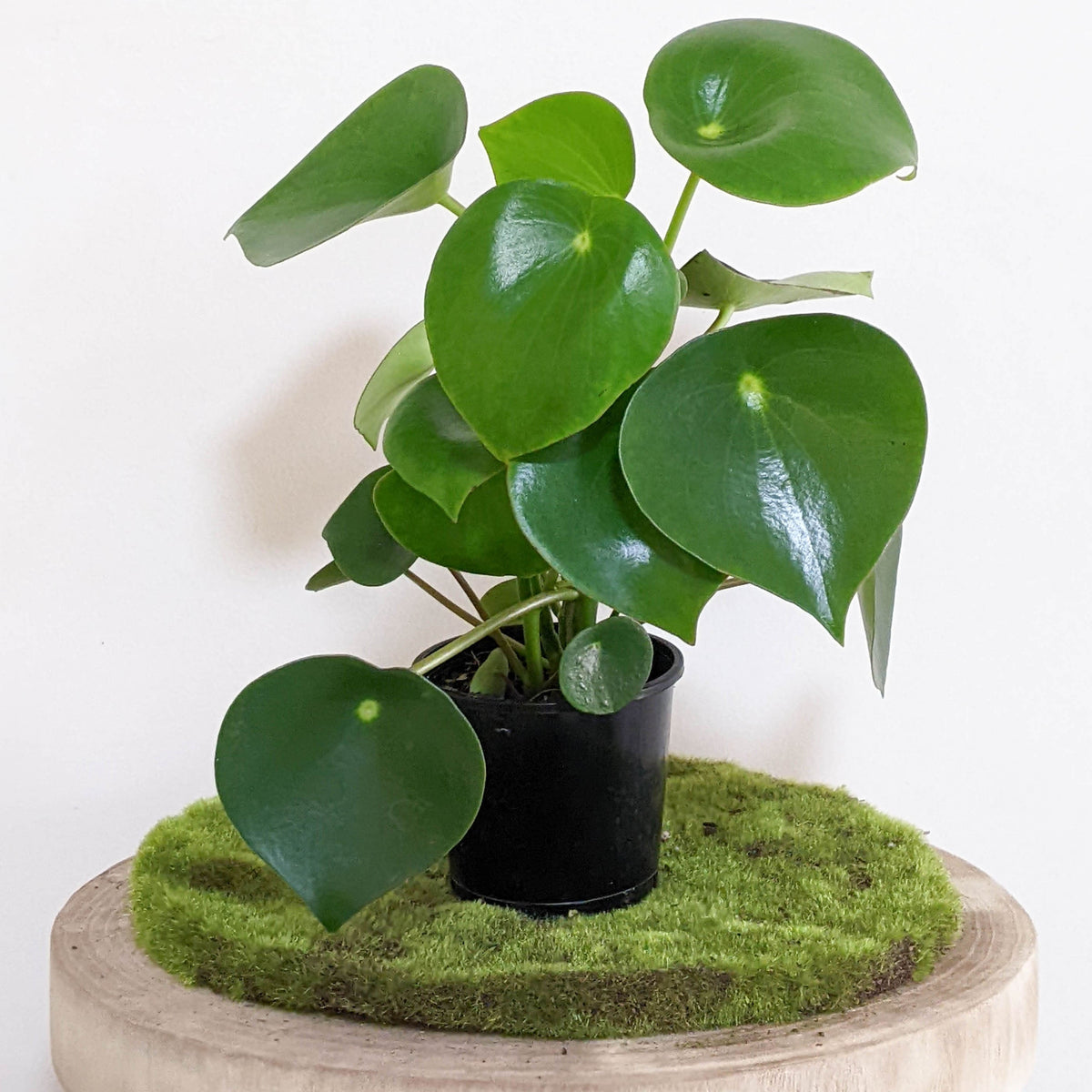 Peperomia polybotrya 'Tear Drop Peperomia' - 100mm – Cheeky Plant Co.