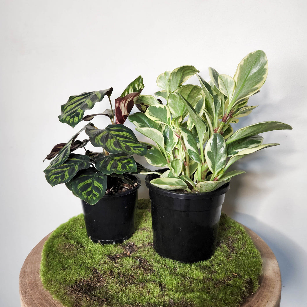 Pet Friendly Charmers Plants Pack