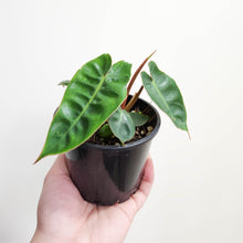 Load image into Gallery viewer, Philodendron Billietiae - 100mm
