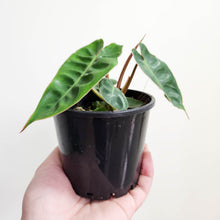 Load image into Gallery viewer, Philodendron Billietiae - 100mm
