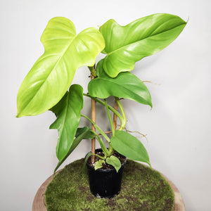 Philodendron Bipennifolium Aureum 'Golden Violin' - 100mm