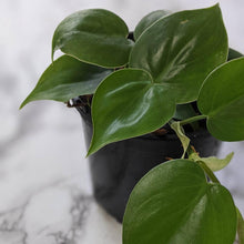 Load image into Gallery viewer, Philodendron Cordatum - 105mm
