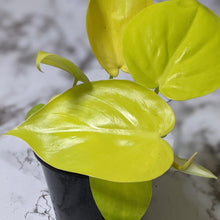 Load image into Gallery viewer, Philodendron Cordatum Lime Gold &#39;Neon&#39; - 105mm
