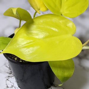Philodendron Cordatum Lime Gold 'Neon' - 105mm