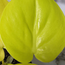 Load image into Gallery viewer, Philodendron Cordatum Lime Gold &#39;Neon&#39; - 105mm
