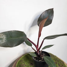 Load image into Gallery viewer, Philodendron Dark Lord - 100mm
