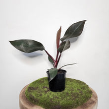 Load image into Gallery viewer, Philodendron Dark Lord - 100mm
