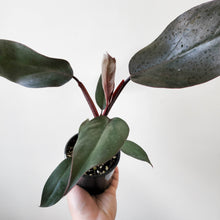 Load image into Gallery viewer, Philodendron Dark Lord - 100mm
