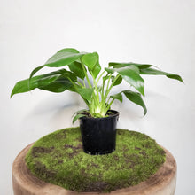Load image into Gallery viewer, Philodendron Giganteum - 100mm
