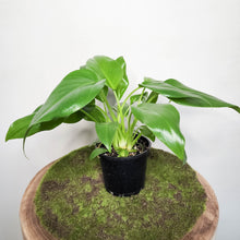 Load image into Gallery viewer, Philodendron Giganteum - 100mm
