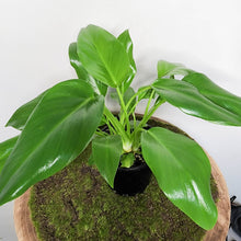 Load image into Gallery viewer, Philodendron Giganteum - 100mm
