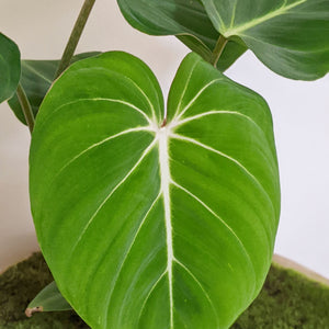 Philodendron Gloriosum - 100mm