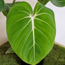 Load image into Gallery viewer, Philodendron Gloriosum - 100mm
