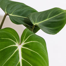 Load image into Gallery viewer, Philodendron Gloriosum - 100mm
