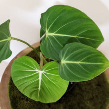 Load image into Gallery viewer, Philodendron Gloriosum - 100mm
