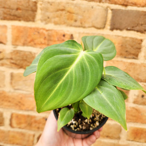 Philodendron Gloriosum - 100mm