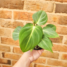 Load image into Gallery viewer, Philodendron Gloriosum - 100mm
