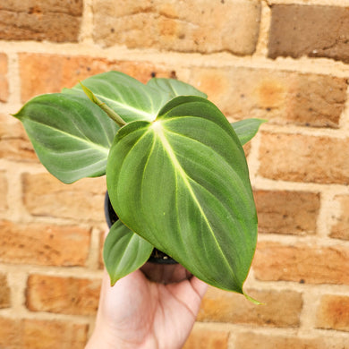 Philodendron Gloriosum - 100mm