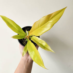 Philodendron Golden Tiger Tooth - 100mm