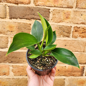 Philodendron Green Princess - 105mm