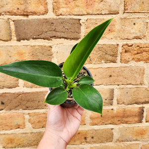 Philodendron Green Princess - 105mm