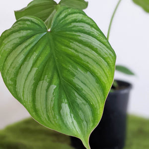 Philodendron Mamei - 100mm