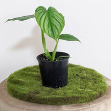 Load image into Gallery viewer, Philodendron Mamei - 100mm
