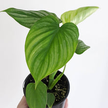 Load image into Gallery viewer, Philodendron Mamei - 100mm
