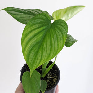 Philodendron Mamei - 100mm