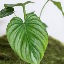 Load image into Gallery viewer, Philodendron Mamei - 100mm

