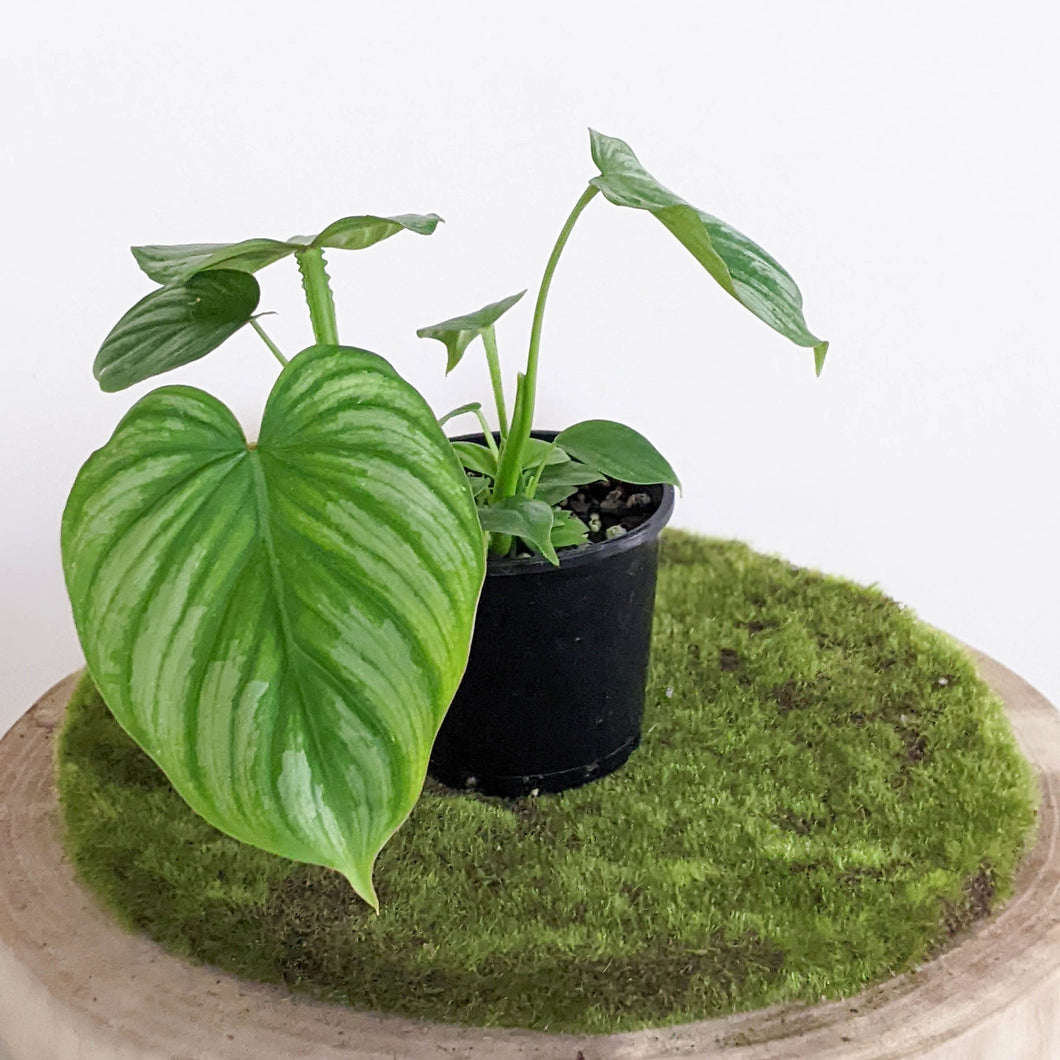Philodendron Mamei - 100mm