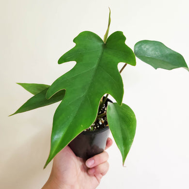 Philodendron Mayoi Tahiti - 100mm