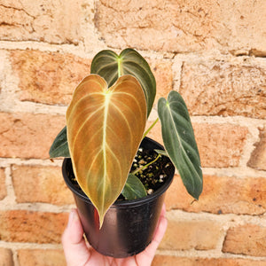 Philodendron Melanochrysum - 100mm