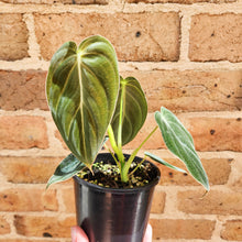 Load image into Gallery viewer, Philodendron Melanochrysum - 100mm
