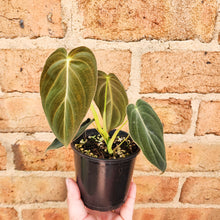Load image into Gallery viewer, Philodendron Melanochrysum - 100mm
