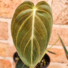Load image into Gallery viewer, Philodendron Melanochrysum - 100mm
