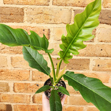 Load image into Gallery viewer, Philodendron Olympiad - 100mm
