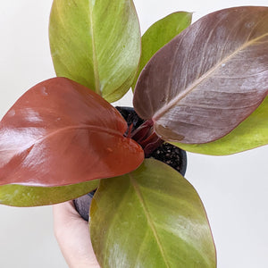 Philodendron Orange Juice - 100mm