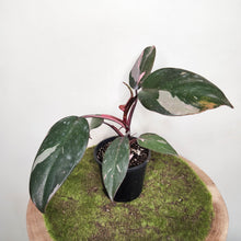 Load image into Gallery viewer, Philodendron Pink Princess - 100mm
