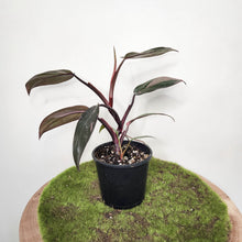 Load image into Gallery viewer, Philodendron Pink Princess - 100mm
