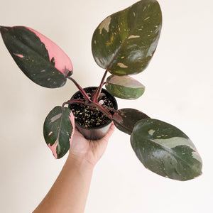 Philodendron Pink Princess - 100mm