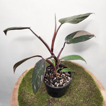 Load image into Gallery viewer, Philodendron Pink Princess - 100mm
