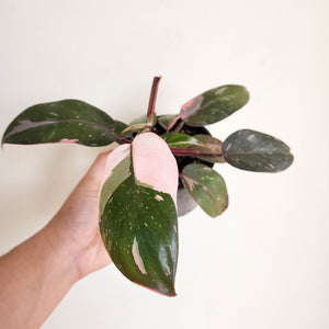 Philodendron Pink Princess - 100mm