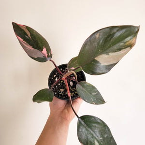 Philodendron Pink Princess - 100mm