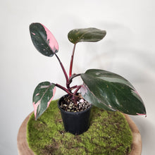 Load image into Gallery viewer, Philodendron Pink Princess - 100mm
