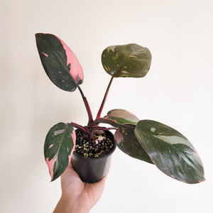 Philodendron Pink Princess - 100mm